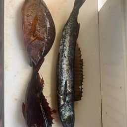 クロシビカマス