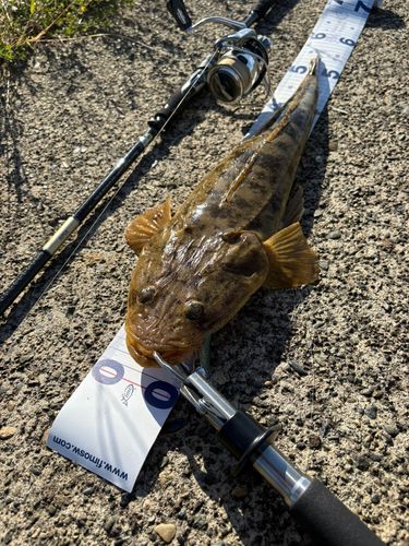 マゴチの釣果