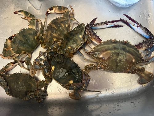 ワタリガニの釣果