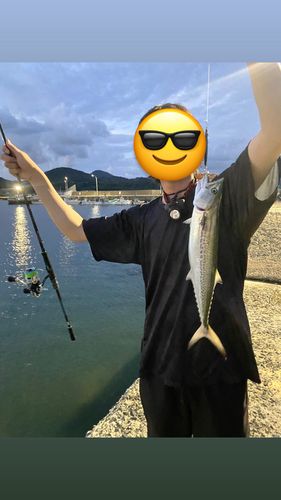 サゴシの釣果