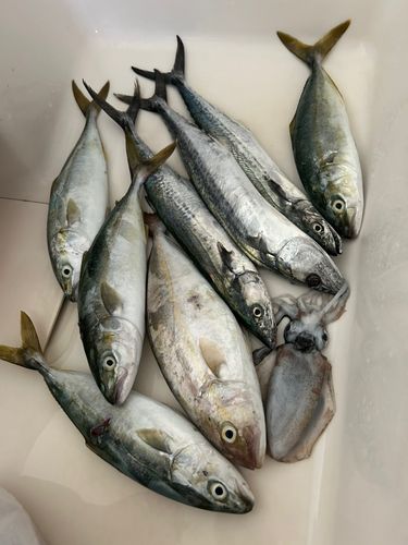 サゴシの釣果