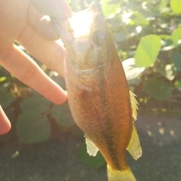 ラージマウスバス