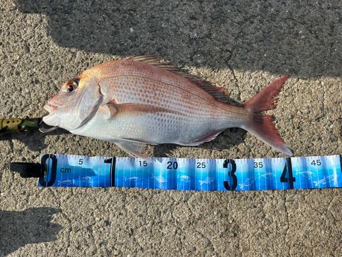 マダイの釣果