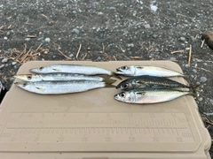 カマスの釣果