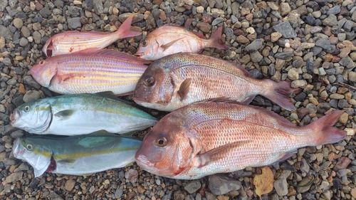 マダイの釣果