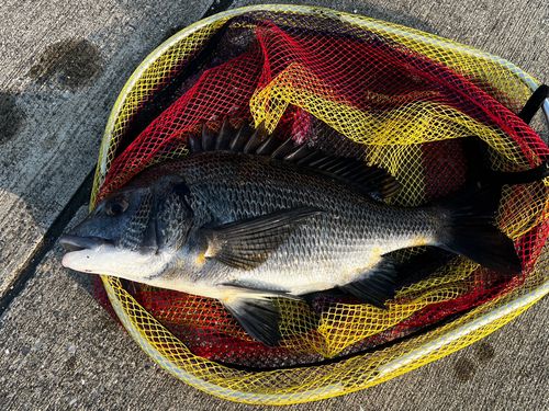 クロダイの釣果
