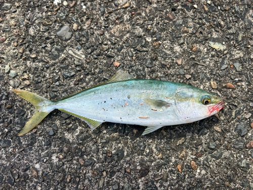 ツバスの釣果
