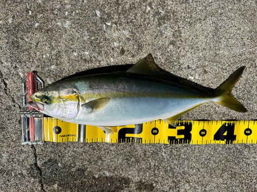 イナダの釣果