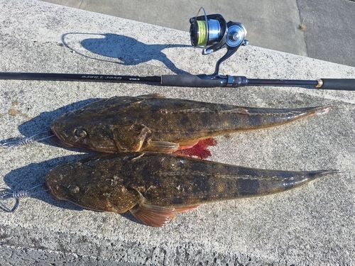 マゴチの釣果