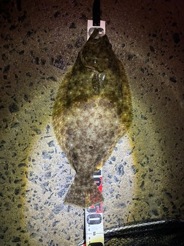 ヒラメの釣果
