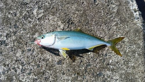 ワカシの釣果