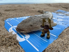 マゴチの釣果