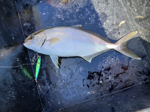 シオの釣果