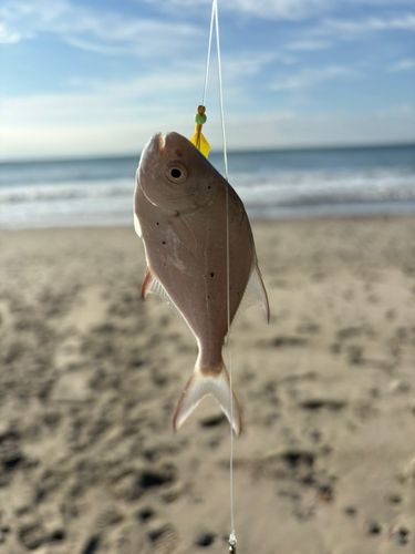 コバンアジの釣果
