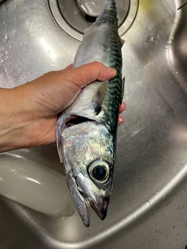 サバの釣果