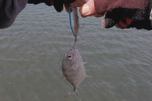 メッキの釣果