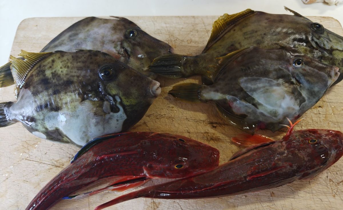 貴斗(タカト)さんの釣果 1枚目の画像