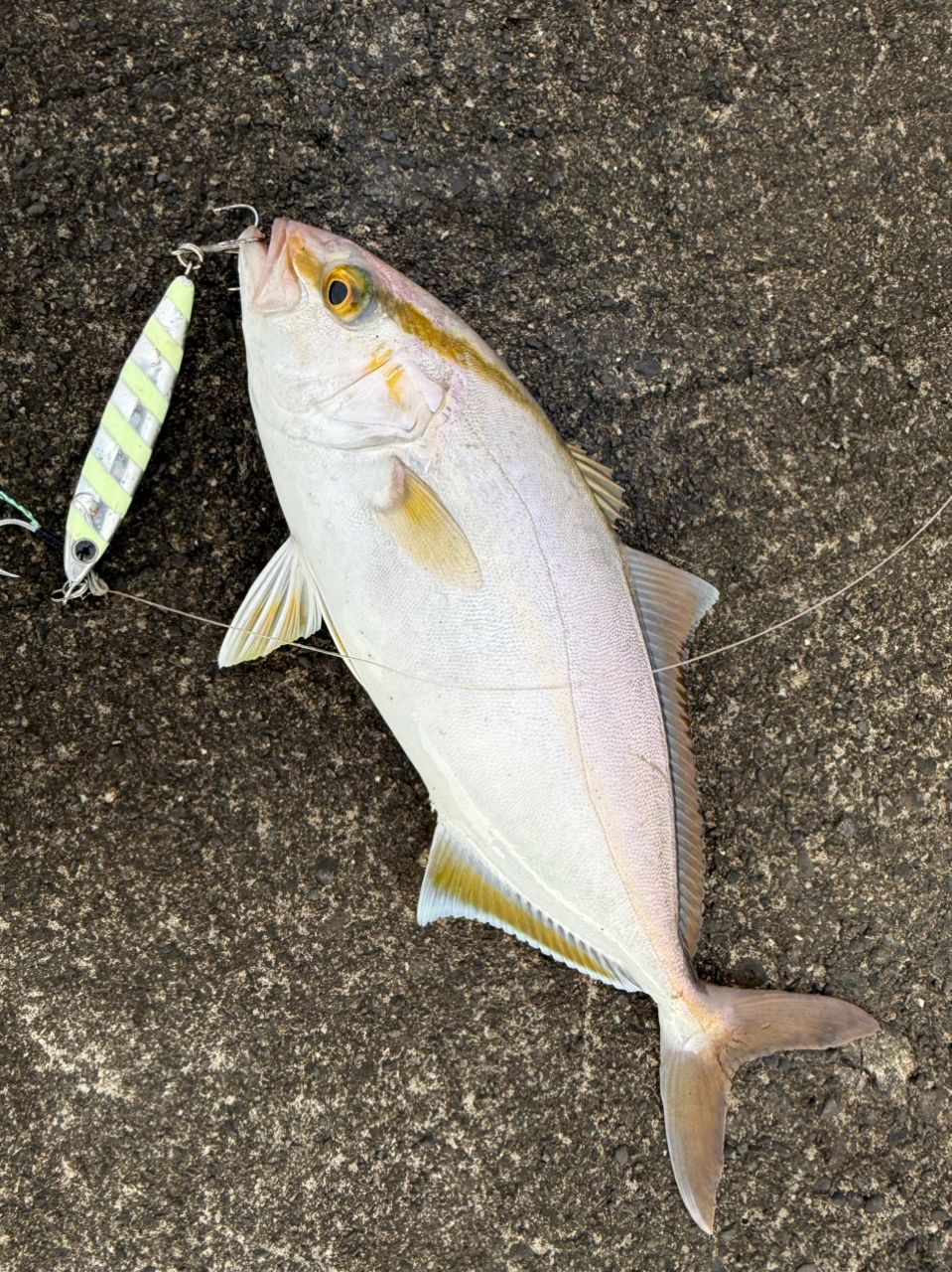 SHIMANO 23ネッサ リミテッド S110MH+の最安値・インプレ・釣果