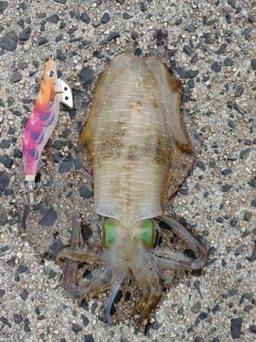アオリイカの釣果