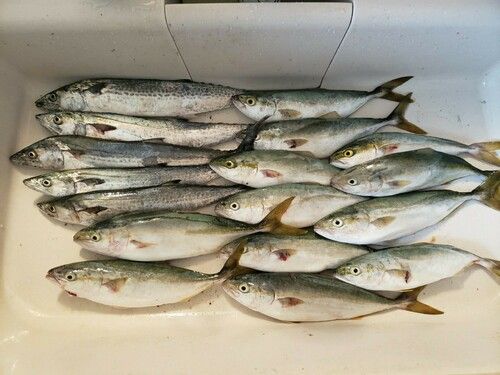 サゴシの釣果