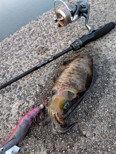 アオリイカの釣果