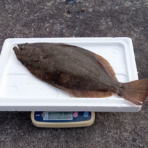 ヒラメの釣果