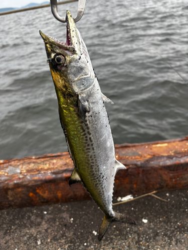 サゴシの釣果