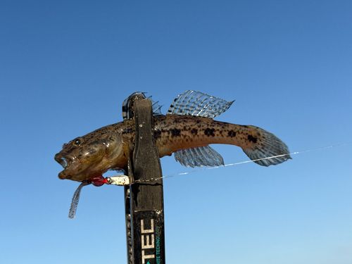 ウロハゼの釣果