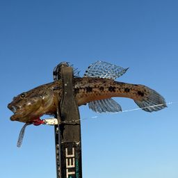 ウロハゼ