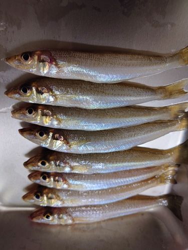 キスの釣果