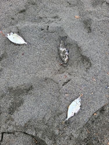 柳島海岸