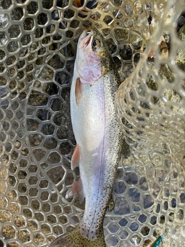 ニジマスの釣果