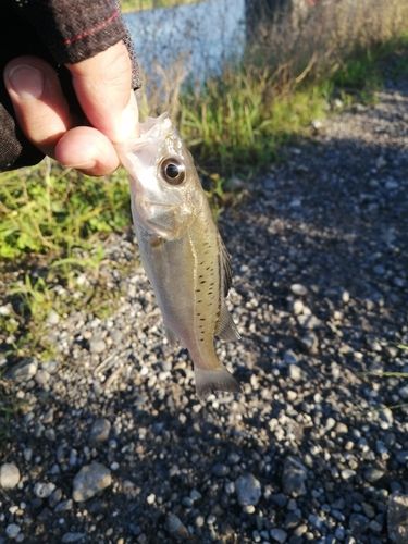 釣果