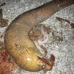アミメウツボ