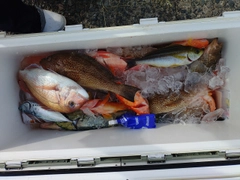 マダイの釣果