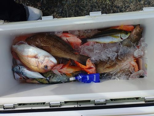 マダイの釣果