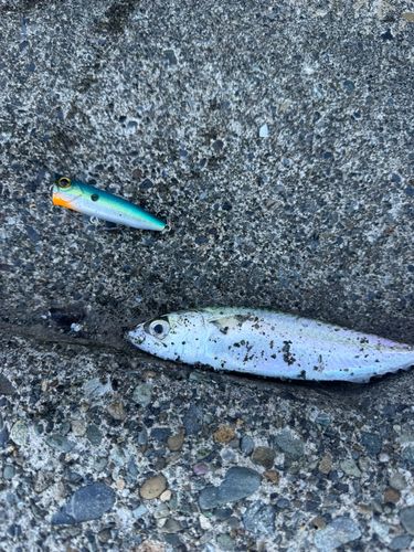 サバの釣果