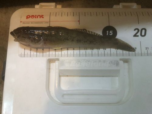 マハゼの釣果