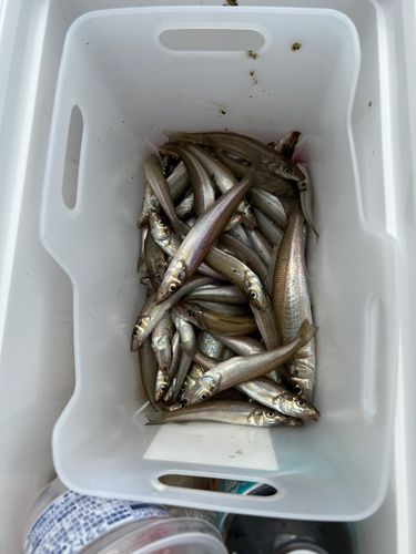 キスの釣果