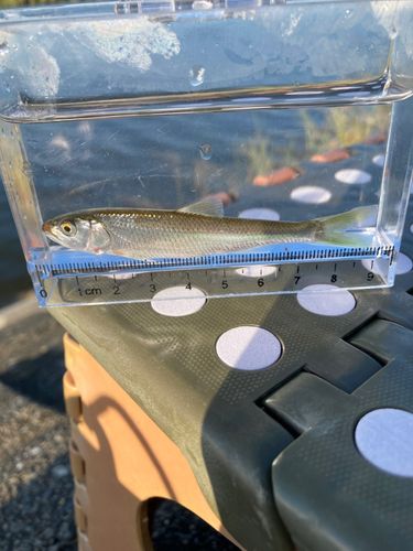 釣果