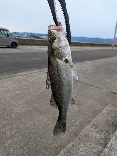 セイゴ（マルスズキ）の釣果