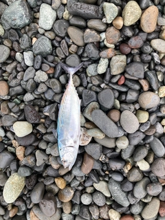 スマカツオの釣果