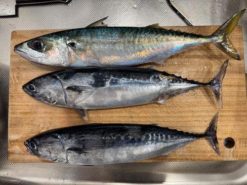 マサバの釣果