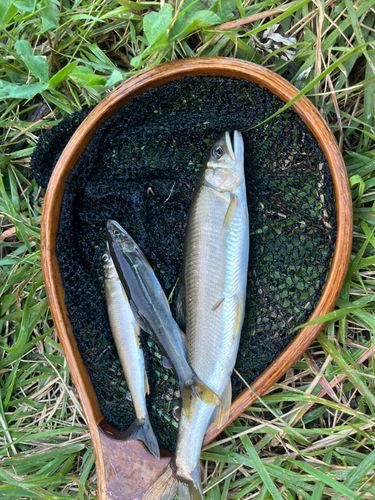 アユの釣果