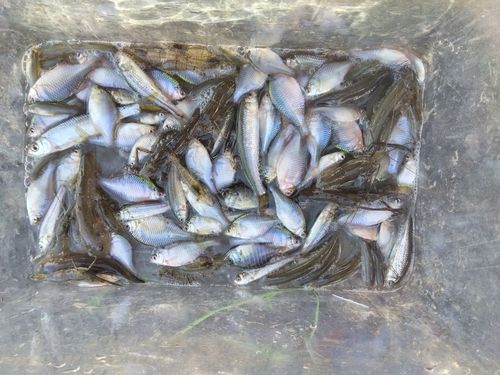 タモロコの釣果
