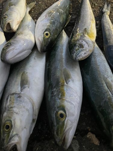 ワカシの釣果