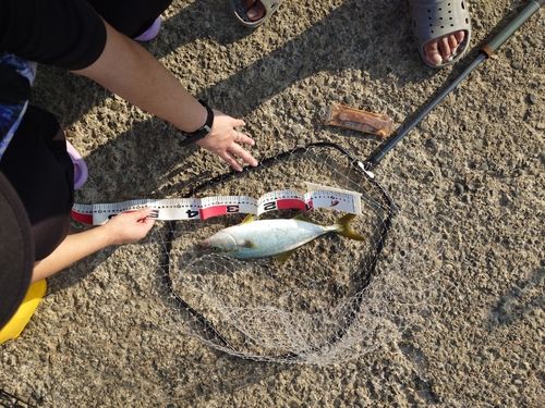 ワカシの釣果