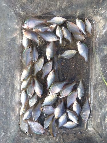 タイリクバラタナゴの釣果