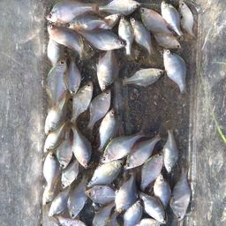 タイリクバラタナゴ