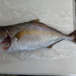 ショゴ